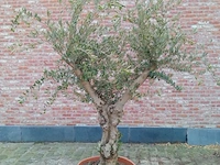 Olijfboom manzanillo - afbeelding 1 van  1