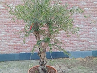 Olijfboom manzanillo - afbeelding 1 van  1