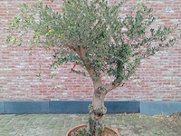 Olijfboom manzanillo - afbeelding 1 van  1