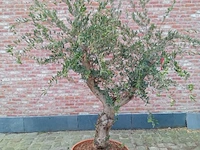 Olijfboom manzanillo - afbeelding 1 van  1