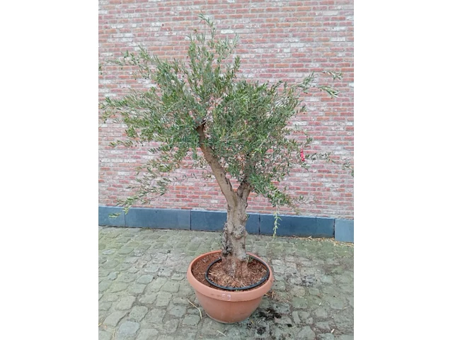 Olijfboom manzanillo - afbeelding 1 van  1