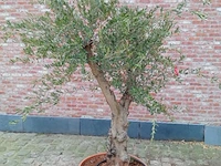Olijfboom manzanillo - afbeelding 1 van  1