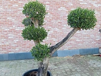 Olijfboom multibola - afbeelding 1 van  1