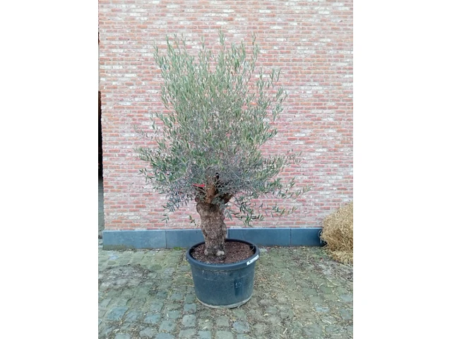 Olijfboom patta - afbeelding 1 van  1