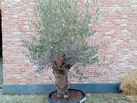 Olijfboom patta - afbeelding 1 van  1
