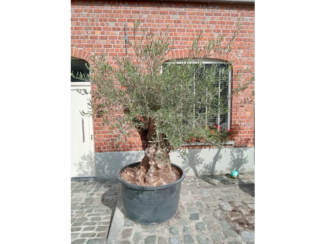 Olijfboom patta - afbeelding 1 van  1