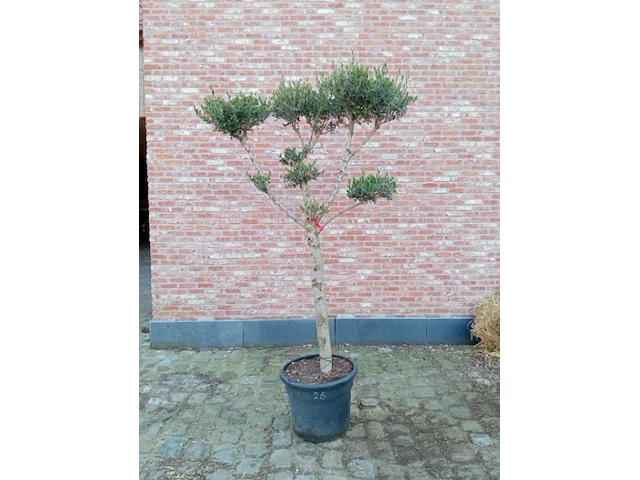 Olijfboom pompon - afbeelding 1 van  1