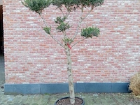 Olijfboom pompon - afbeelding 1 van  1