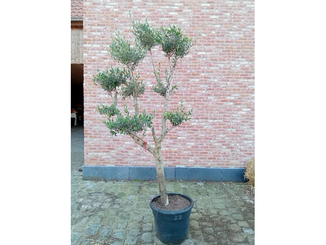 Olijfboom pompon - afbeelding 1 van  1