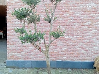 Olijfboom pompon - afbeelding 1 van  1