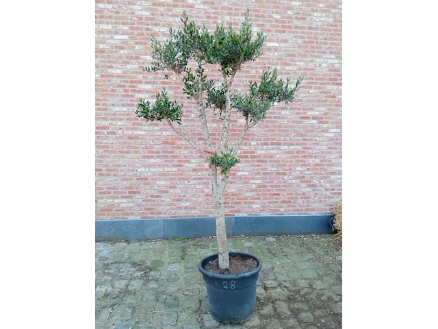 Olijfboom pompon - afbeelding 1 van  1