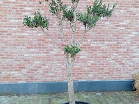 Olijfboom pompon - afbeelding 1 van  1