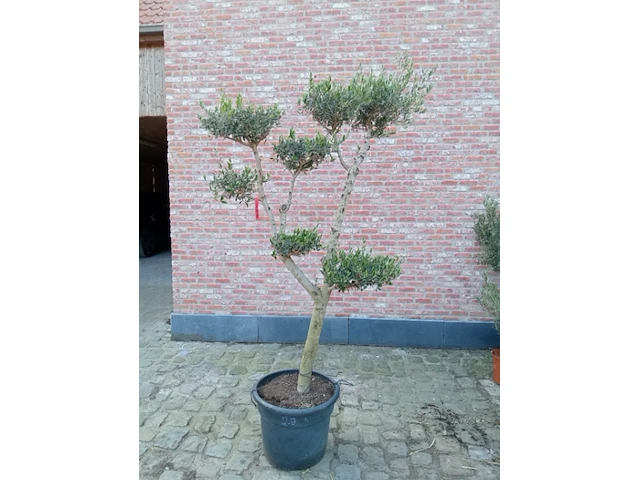 Olijfboom pompon - afbeelding 1 van  1