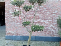 Olijfboom pompon - afbeelding 1 van  1