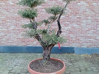 Olijfboom pompon - afbeelding 1 van  1