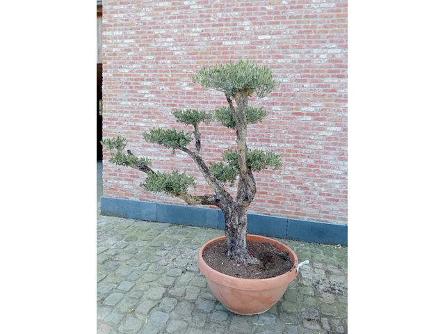 Olijfboom pompon - afbeelding 1 van  1
