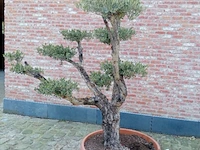 Olijfboom pompon - afbeelding 1 van  1