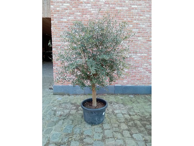 Olijfboom ramificado - afbeelding 1 van  1