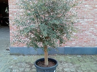 Olijfboom ramificado - afbeelding 1 van  1