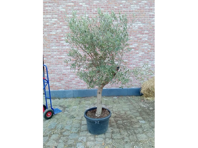 Olijfboom ramificado - afbeelding 1 van  1