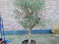 Olijfboom ramificado - afbeelding 1 van  1