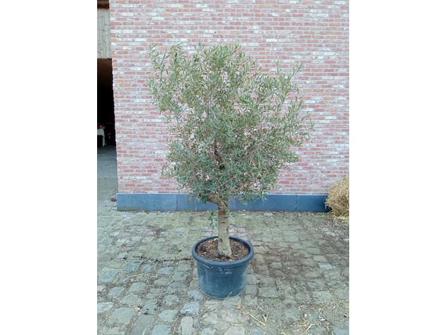 Olijfboom ramificado - afbeelding 1 van  1