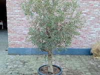 Olijfboom ramificado - afbeelding 1 van  1