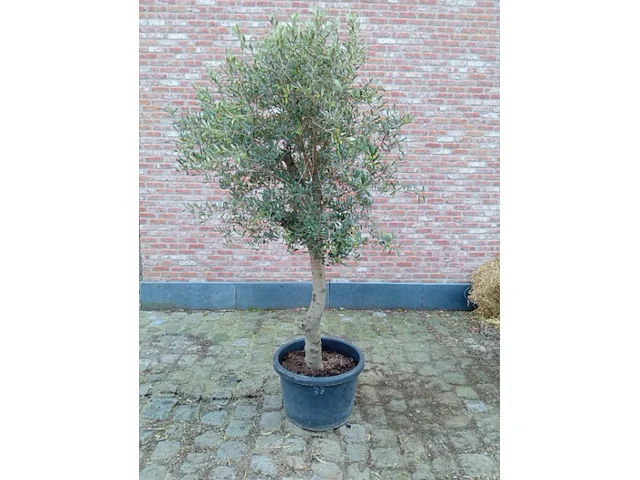 Olijfboom ramificado - afbeelding 1 van  1