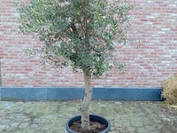 Olijfboom ramificado - afbeelding 1 van  1