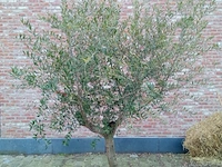Olijfboom ramificado - afbeelding 1 van  1
