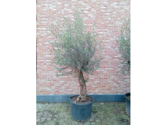 Olijfboom villena - afbeelding 1 van  1