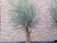 Olijfboom villena - afbeelding 1 van  1