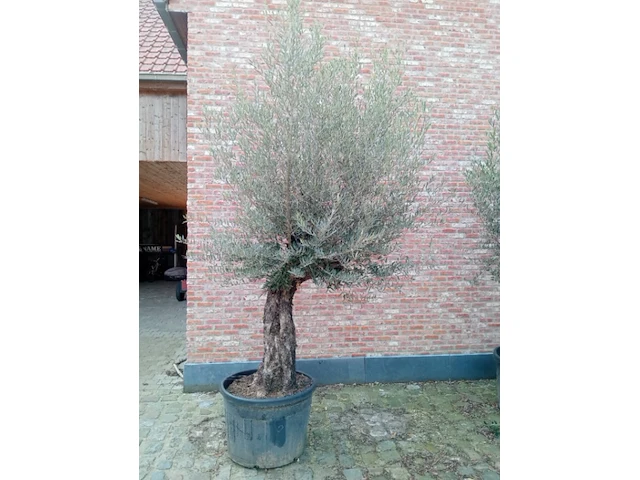 Olijfboom villena - afbeelding 1 van  1