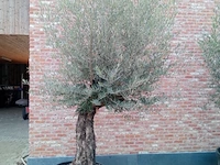 Olijfboom villena - afbeelding 1 van  1