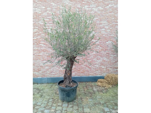 Olijfboom villena - afbeelding 1 van  1