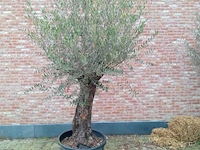 Olijfboom villena - afbeelding 1 van  1