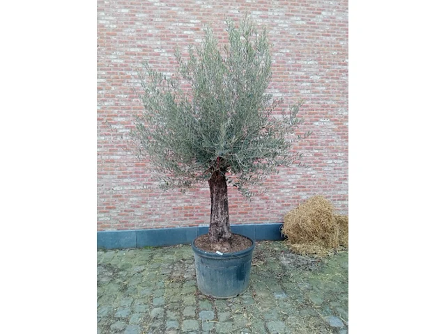 Olijfboom villena - afbeelding 1 van  1