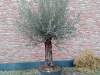 Olijfboom villena