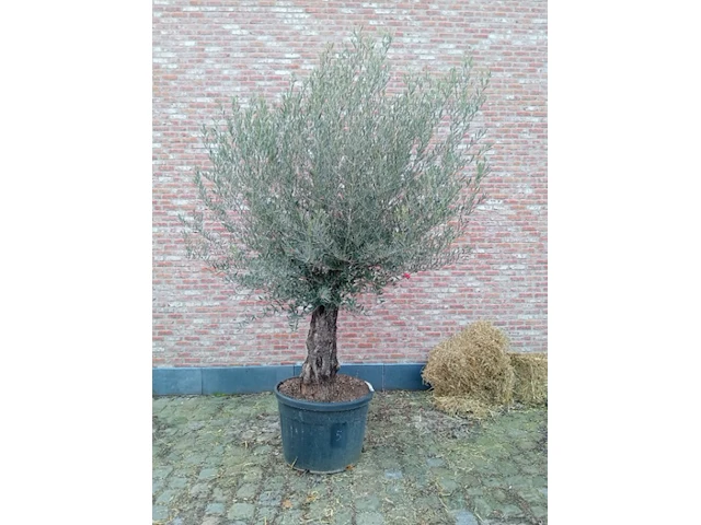 Olijfboom villena - afbeelding 1 van  1