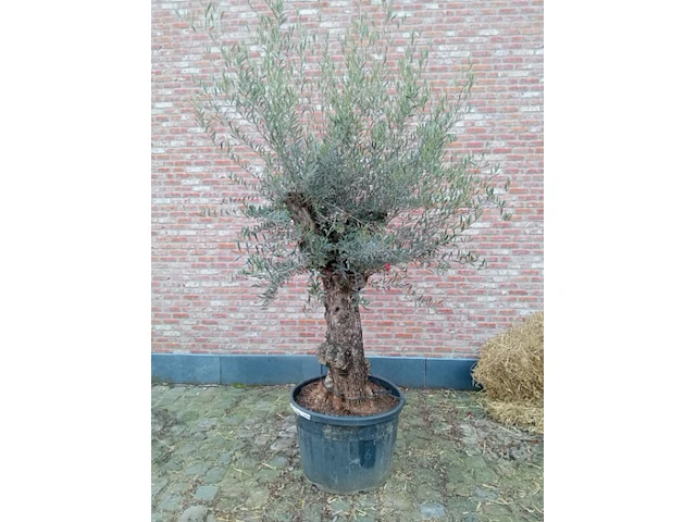 Olijfboom villena - afbeelding 1 van  1