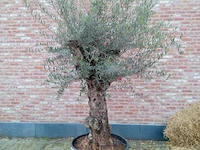 Olijfboom villena - afbeelding 1 van  1