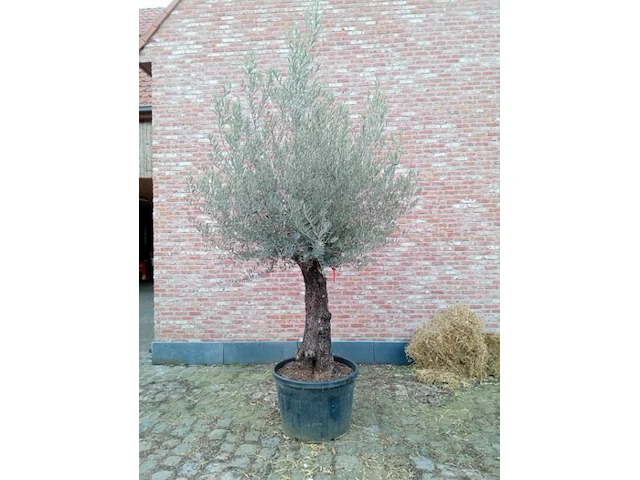 Olijfboom villena - afbeelding 1 van  1