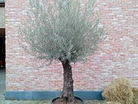 Olijfboom villena - afbeelding 1 van  1