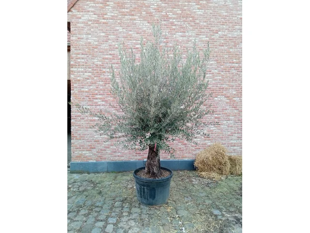 Olijfboom villena - afbeelding 1 van  1
