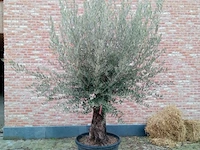 Olijfboom villena - afbeelding 1 van  1