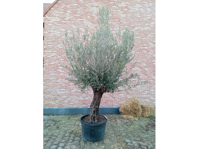 Olijfboom villena - afbeelding 1 van  1