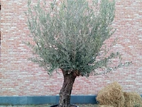 Olijfboom villena - afbeelding 1 van  1
