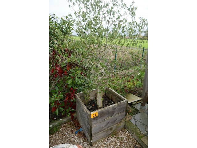 Olijfboom - afbeelding 1 van  3