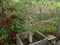 Olijfboom - afbeelding 1 van  3