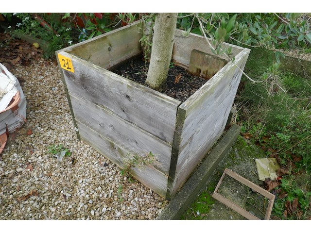 Olijfboom - afbeelding 2 van  3